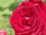 Daylight samples, telephoto camera (3x) - 71mm, f/2.4, ISO 378, 1/378s (4096x3072px) - Motorola Razr Fold review
