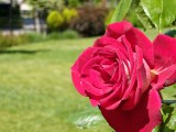 Daylight samples, telephoto camera (3.5x) - 85mm, f/2.8, ISO 500, 1/2002s (4096x3072px) - Oppo Reno16 review